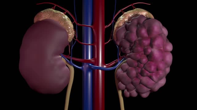How are Nephrological Diseases treated?