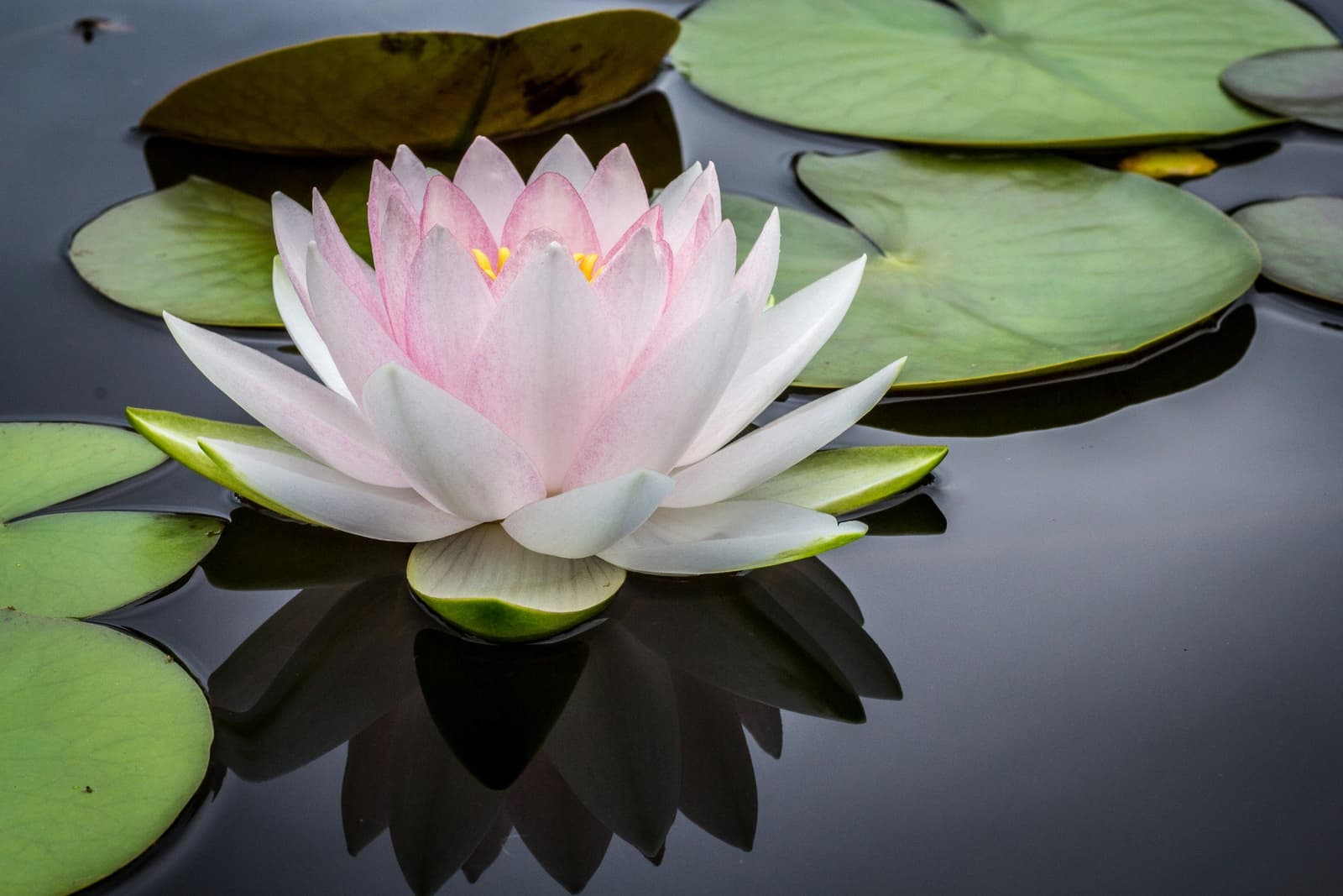 What is the history of Naturopathic therapy?