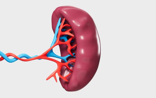 What is a splenectomy?
