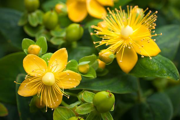 Hypericum perforatum