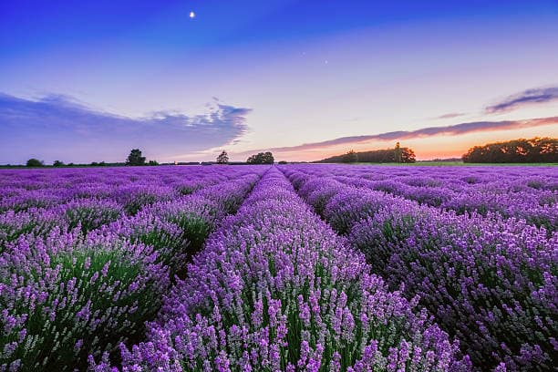 Lavandula angustifolia