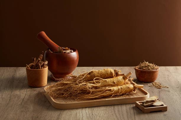 Panax ginseng