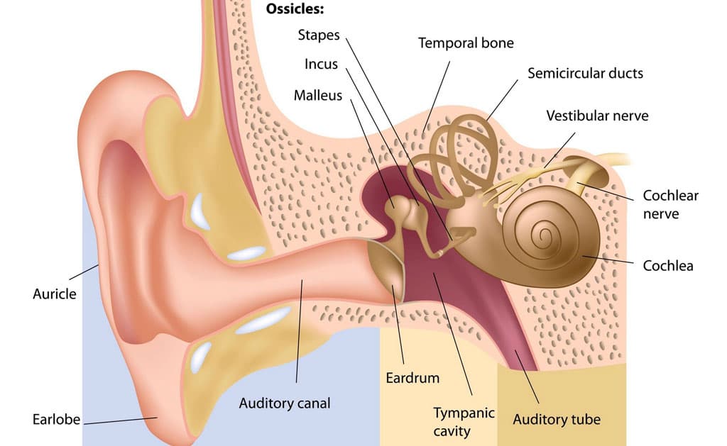 Types of Mastoidectomy Surgeries