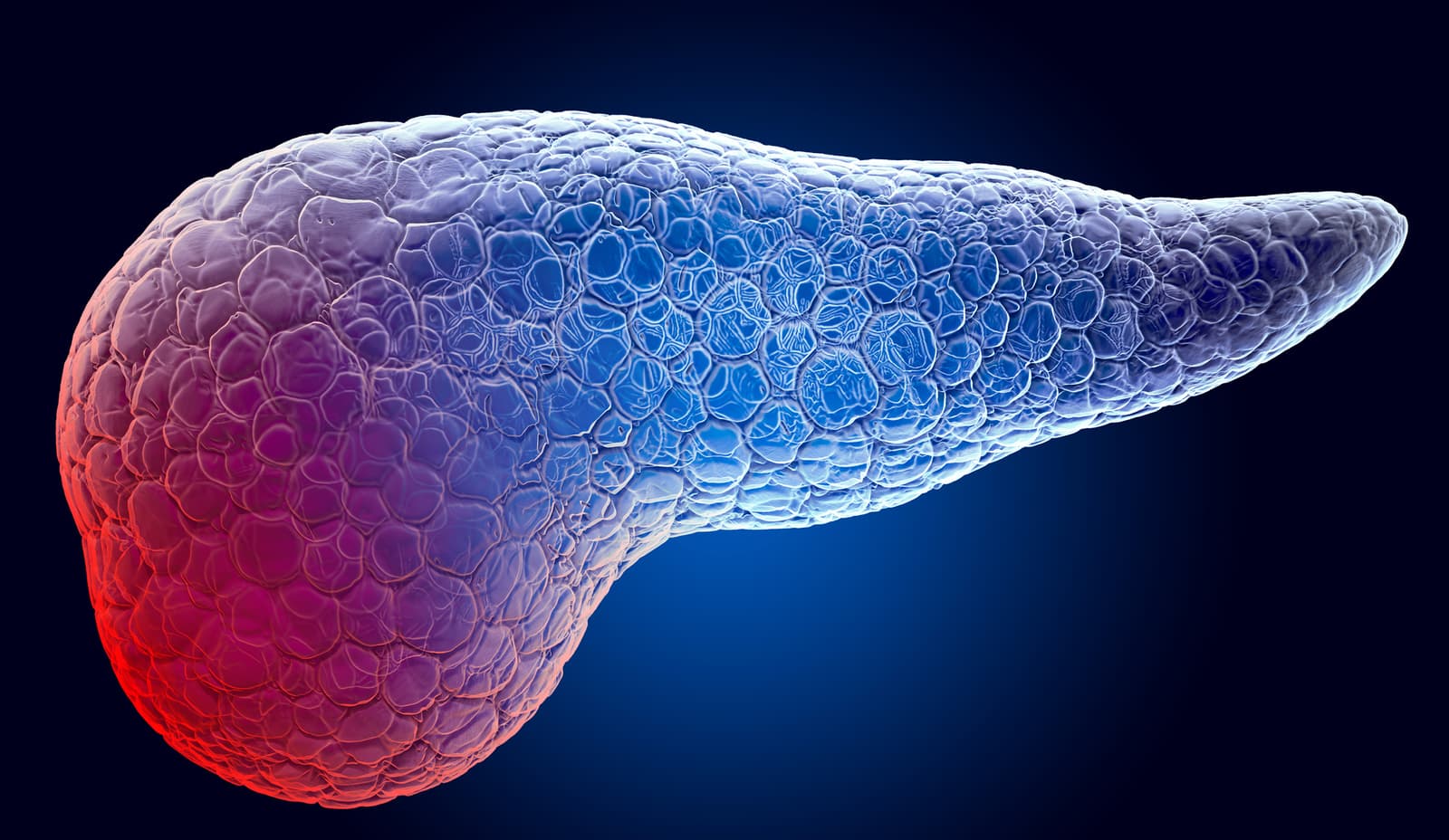 What is a pancreas?