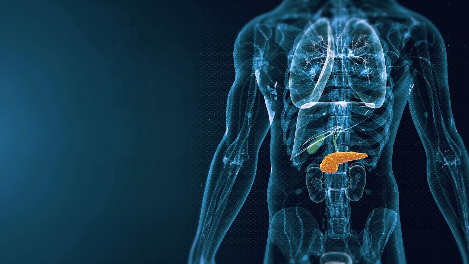 What is the role of your pancreas in digestion?