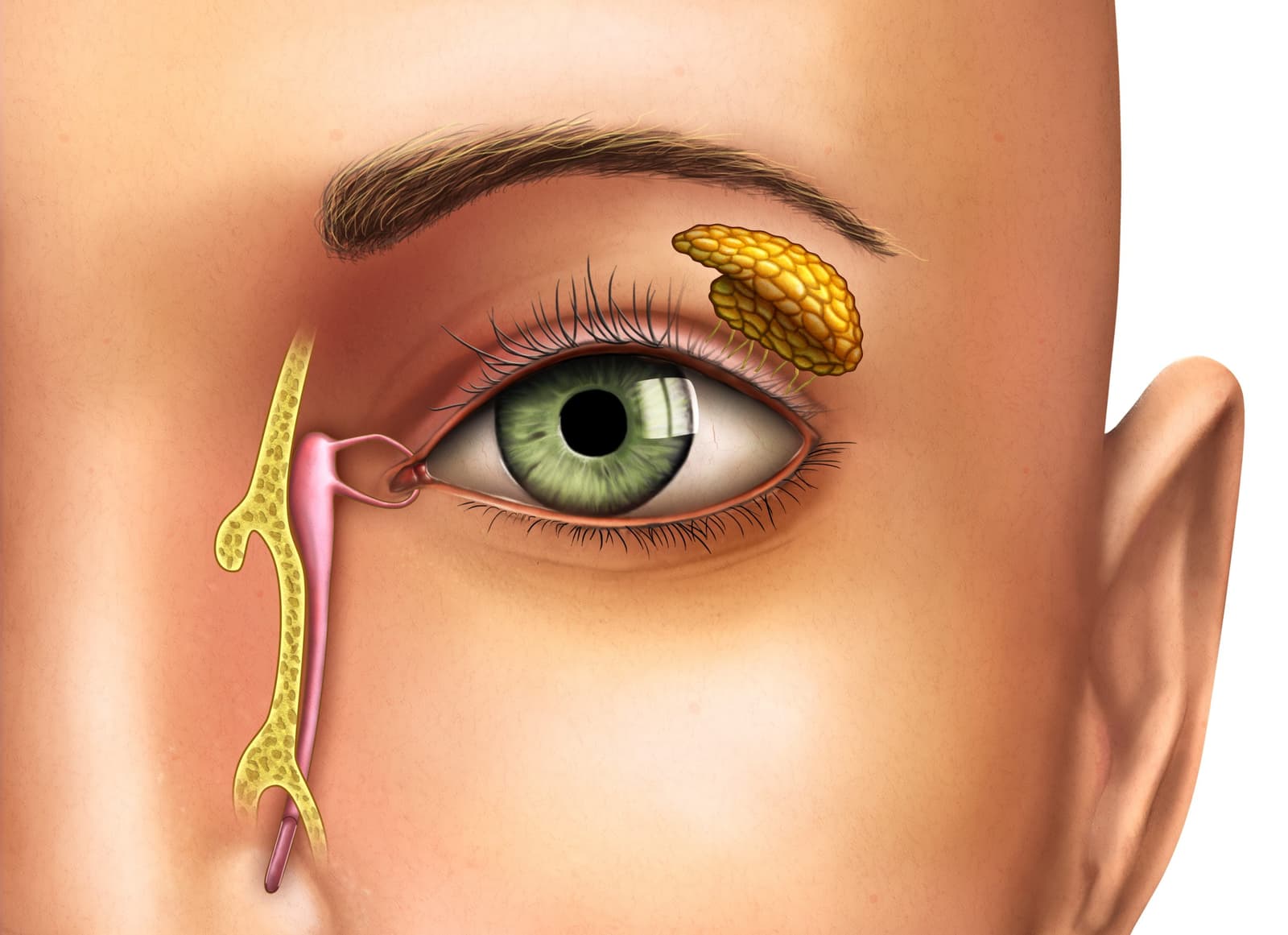 Symptoms of a blocked tear duct