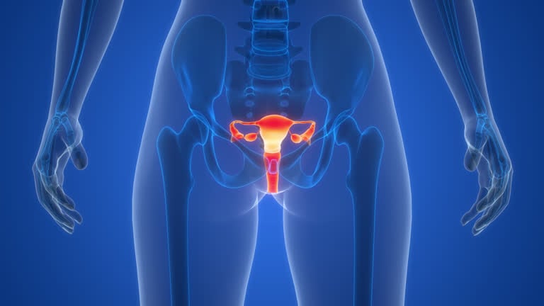 What is a Pelvic Floor Reconstruction?