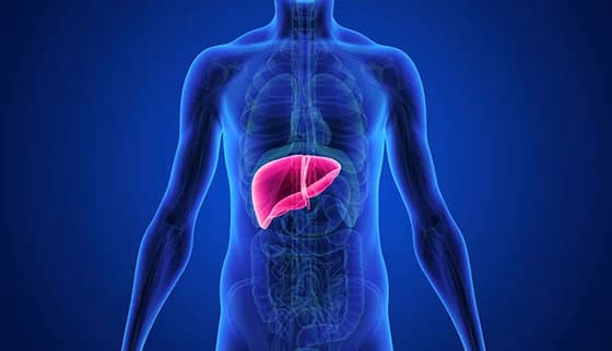 Liver Transplant: Criteria, Surgery, Procedure & Recovery